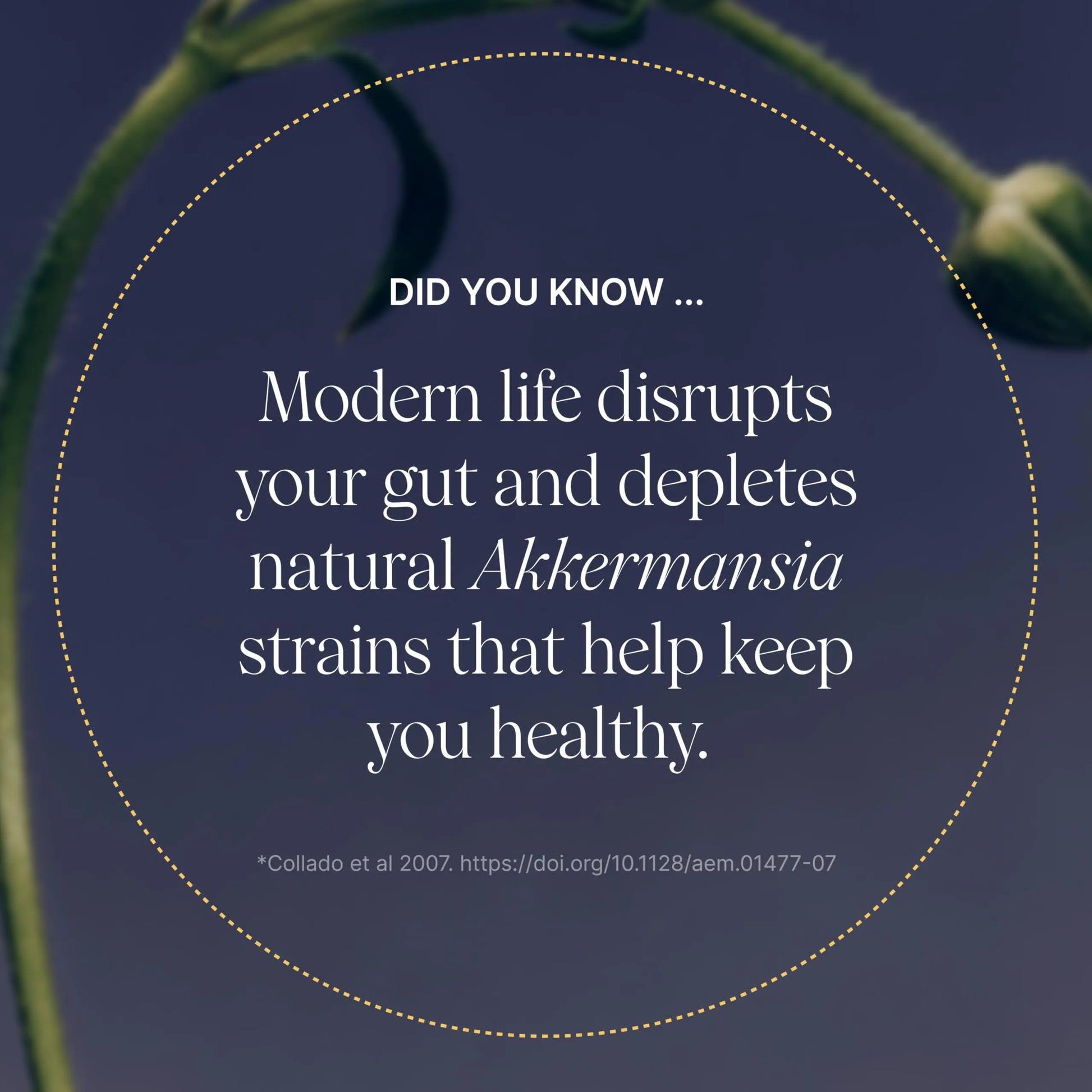 Pendulum Akkermansia Probiotic with Prebiotic Fiber - Delayed Release Capsules, Third-Party Tested, Authentic 100M AFU Live Strain for Gut Health & GLP-1 Support for Men & Women (90 Capsules, 1-Pack) PendulumBuy Supplements Australia