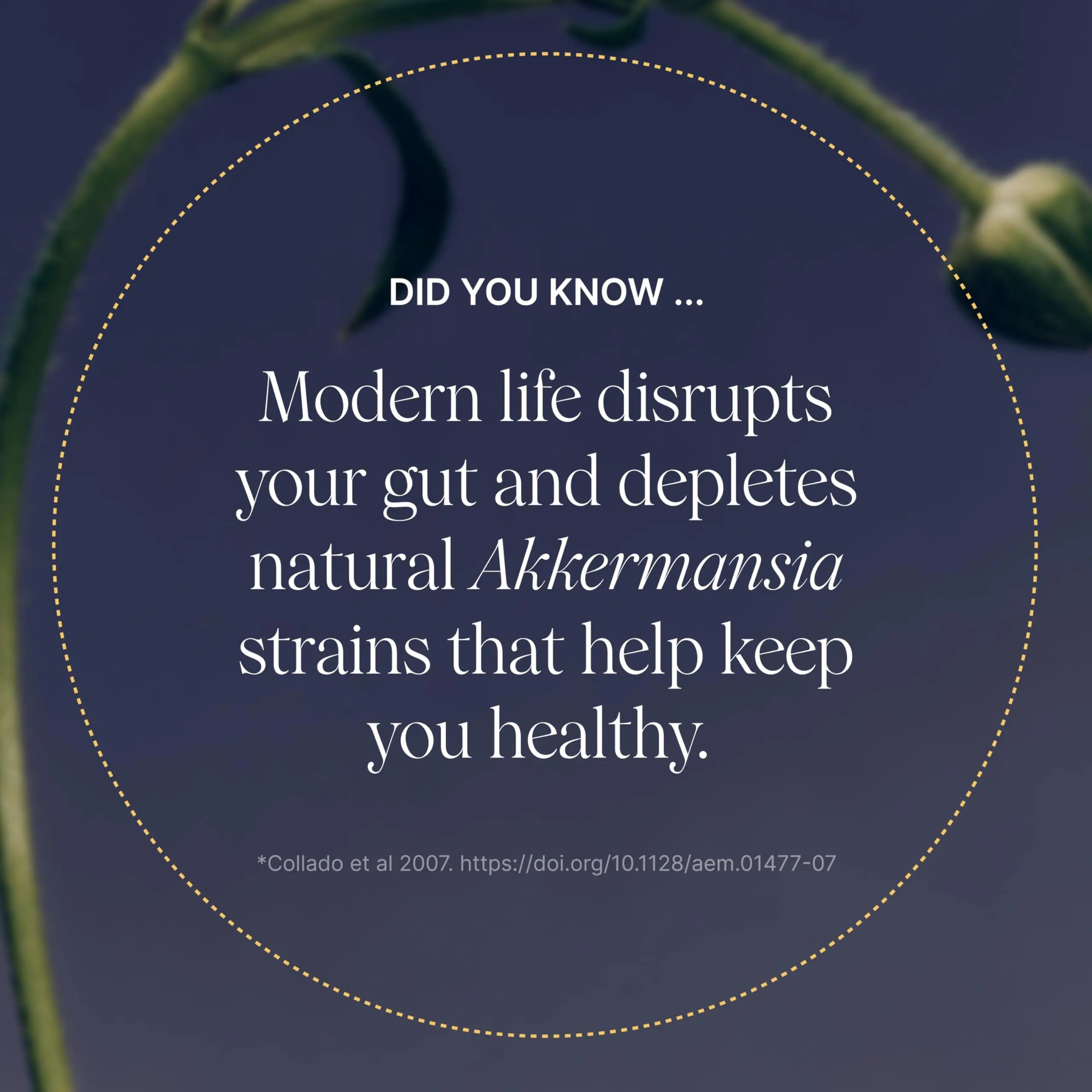 Pendulum Akkermansia Probiotic with Prebiotic Fiber - Delayed Release Capsules, Third-Party Tested, Authentic 100M AFU Live Strain for Gut Health & GLP-1 Support for Men & Women (90 Capsules, 1-Pack) PendulumBuy Supplements Australia